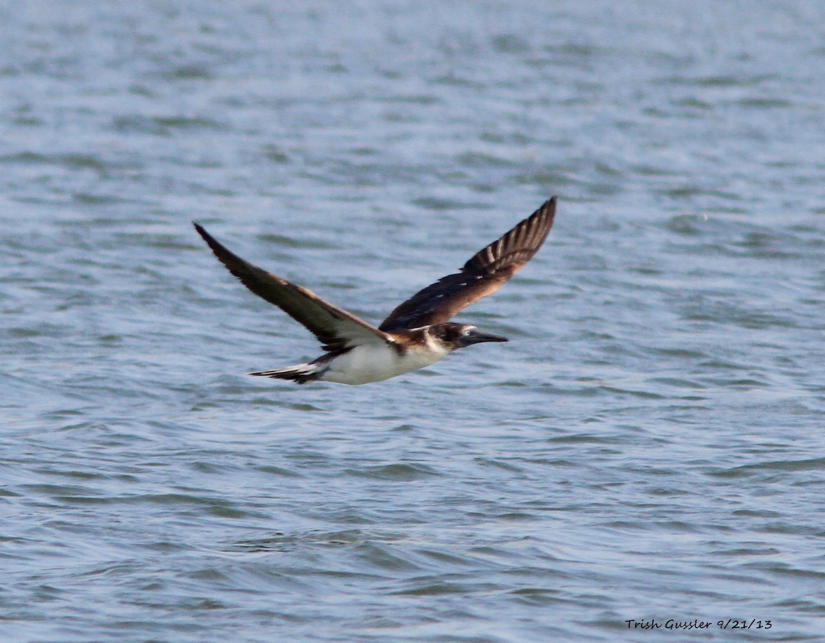 Blue-footed Booby - ML130776111