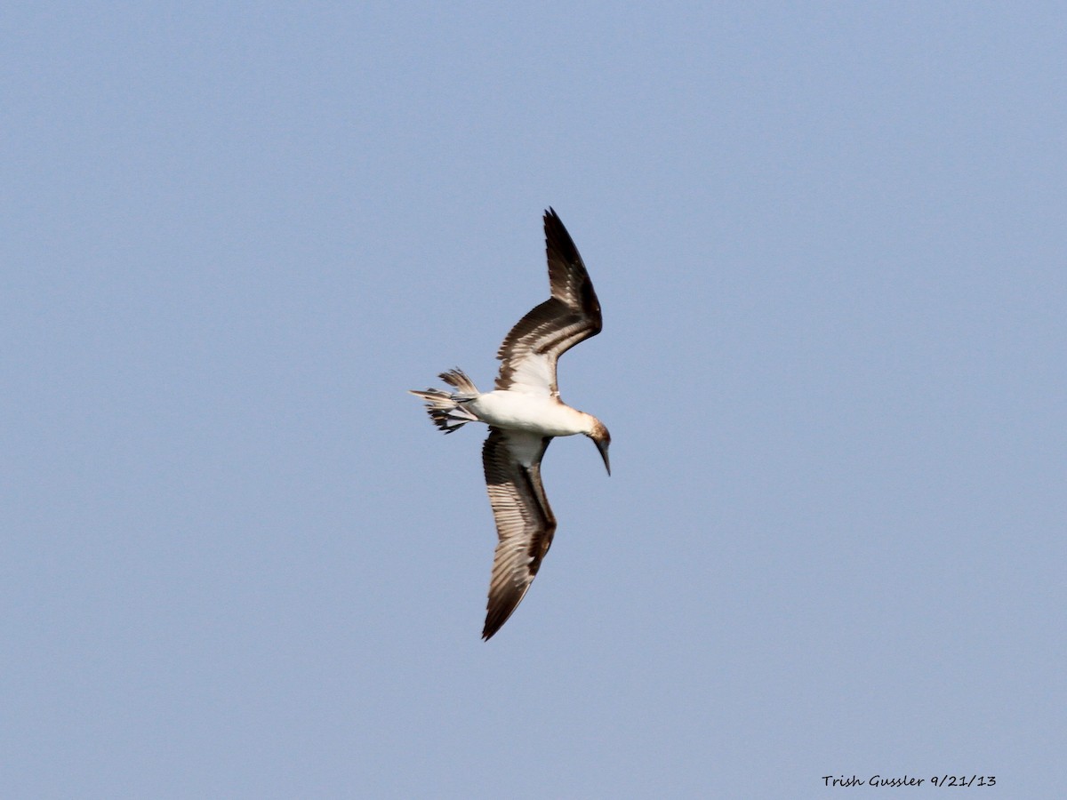 Blue-footed Booby - ML130776151