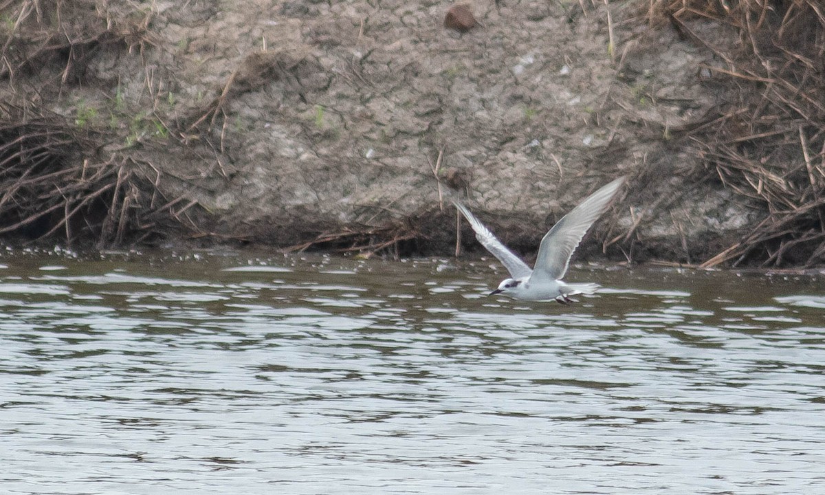 Whiskered Tern - ML130776671