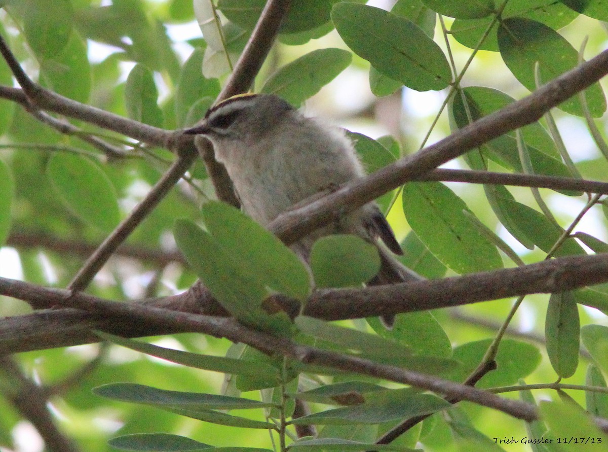 Golden-crowned Kinglet - ML130777141