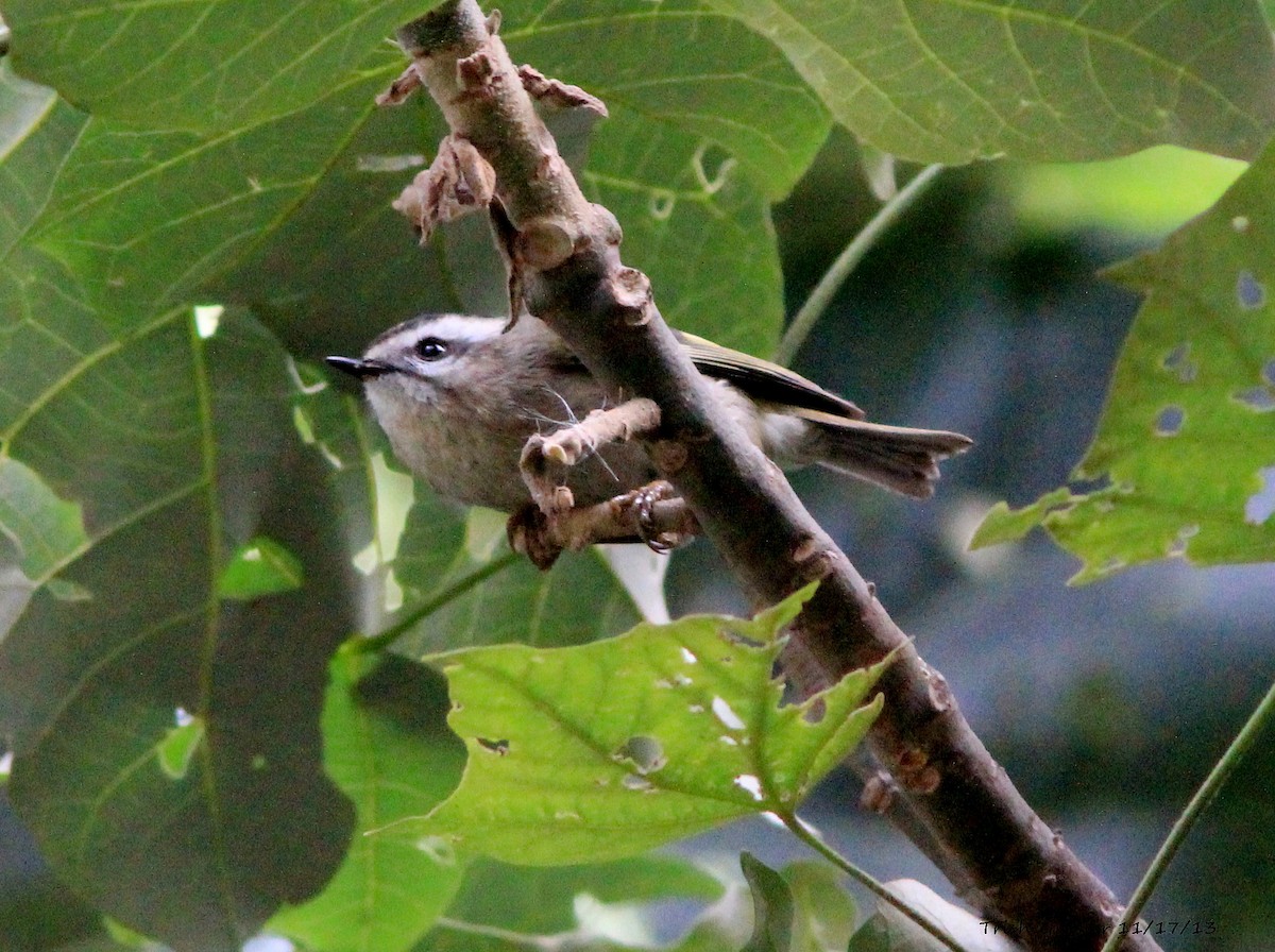 Golden-crowned Kinglet - Trish Gussler