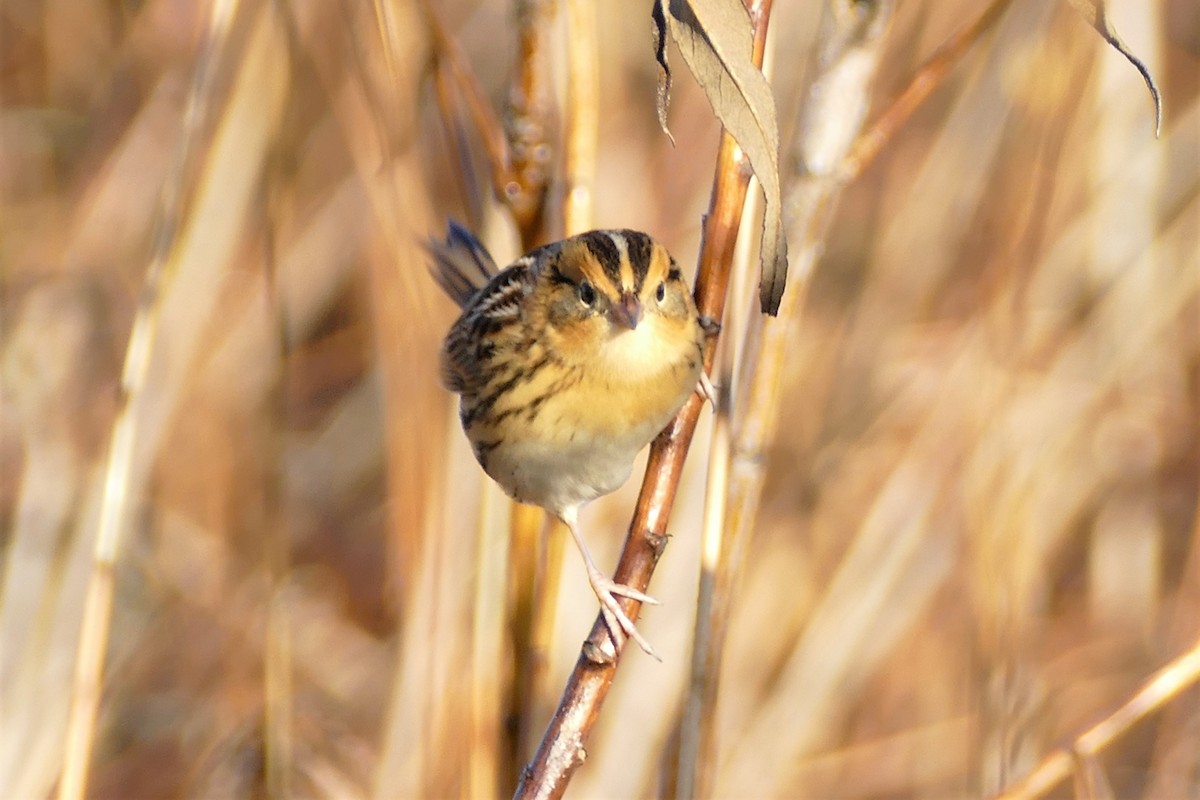 LeConte's Sparrow - ML130778121