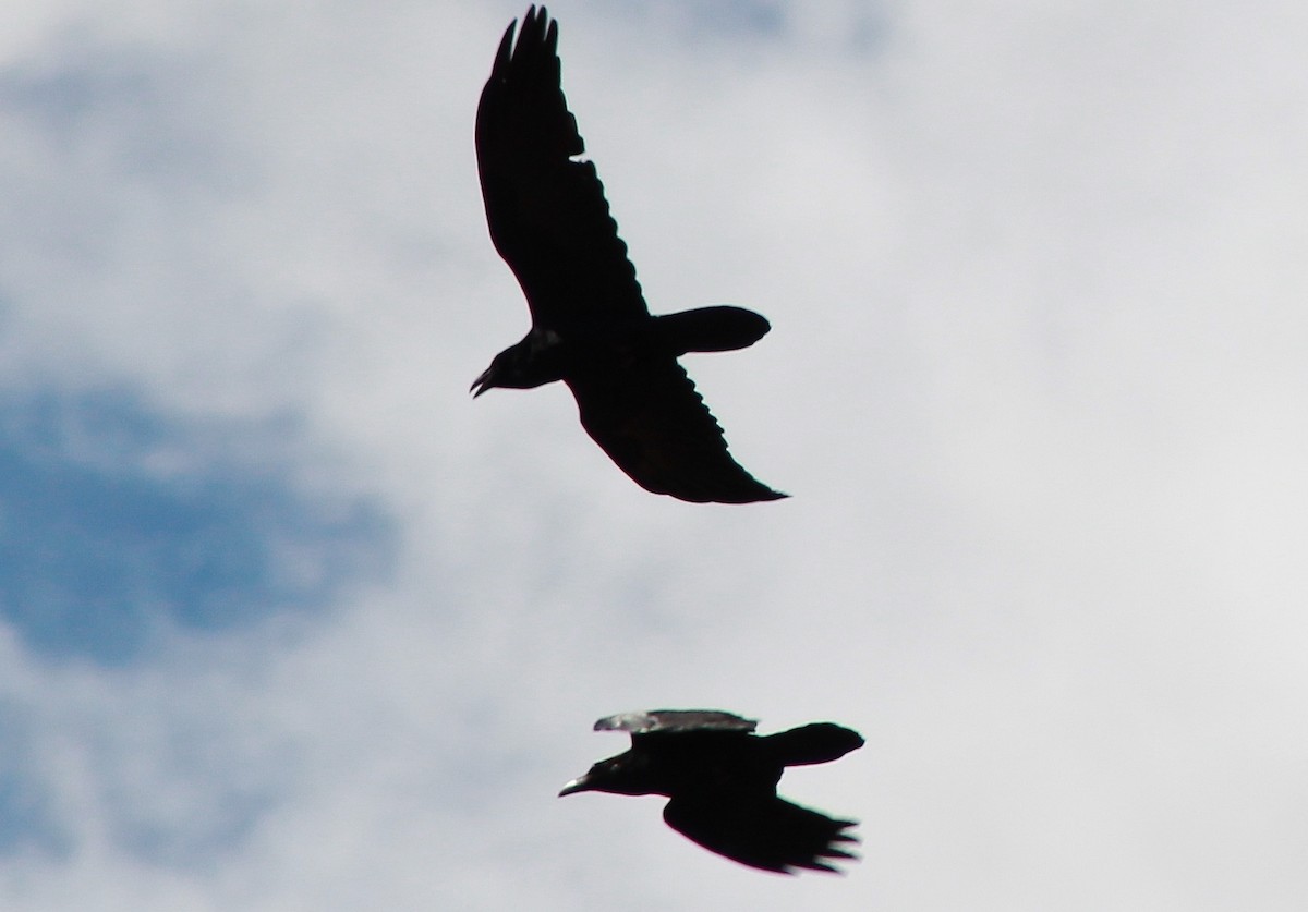 Chihuahuan Raven - ML130778781