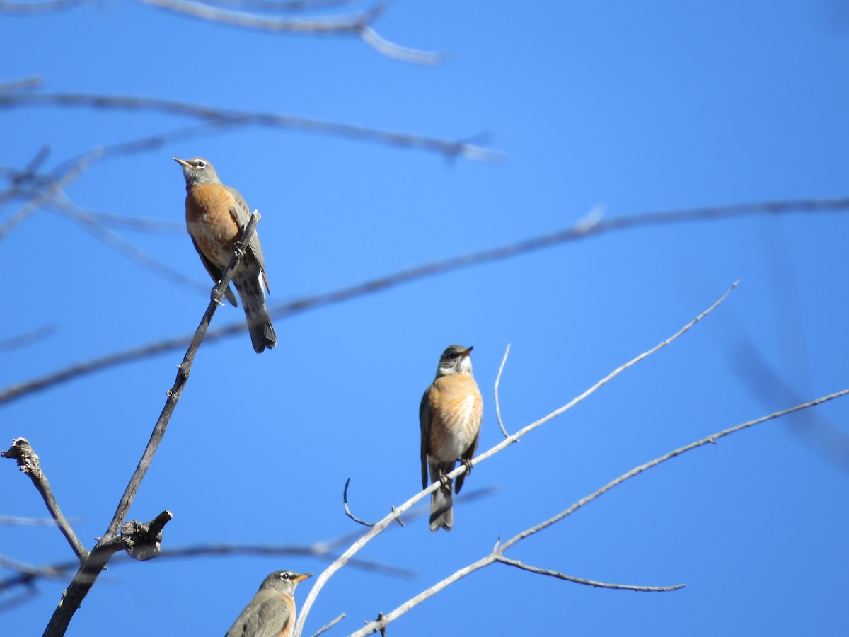 American Robin - ML130779451