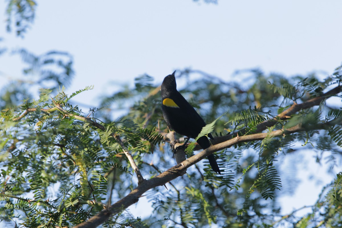 Yellow-shouldered Blackbird - Gabriel Y. Soto