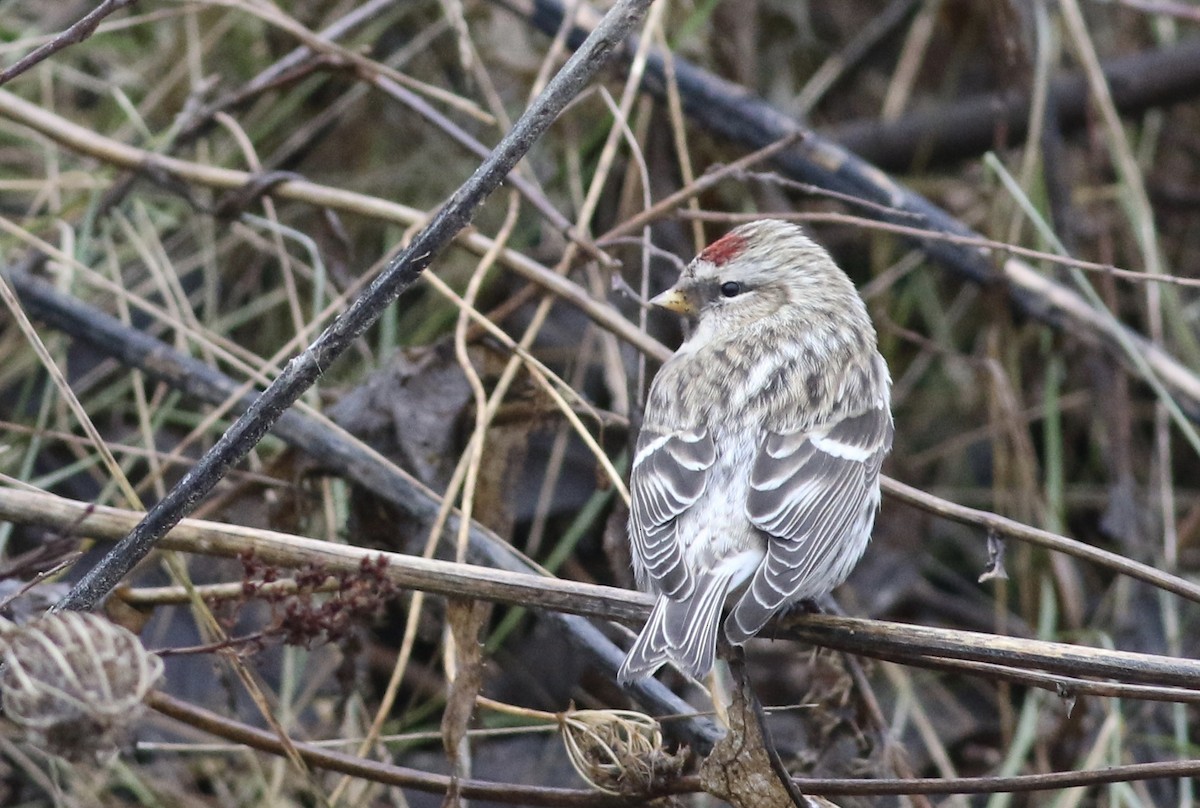 Common Redpoll - ML130779981