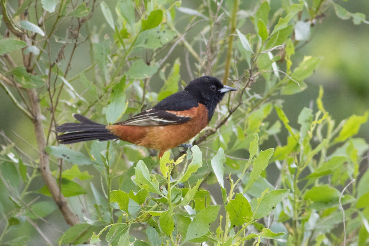 Orchard Oriole - ML130780051