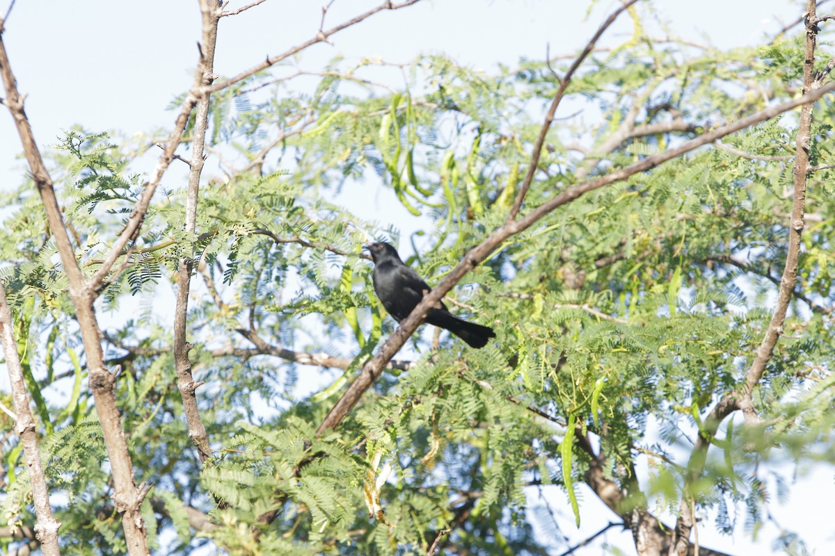 Yellow-shouldered Blackbird - Gabriel Y. Soto