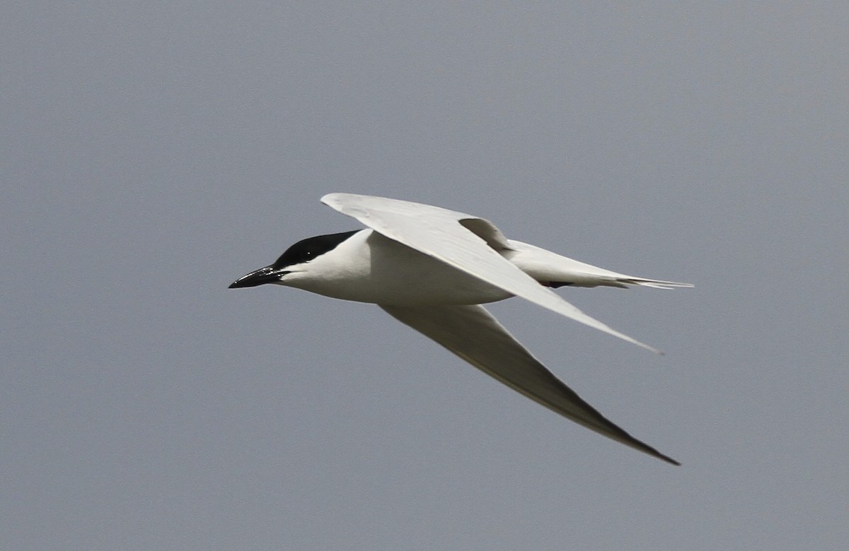 Gull-billed Tern - ML130781061