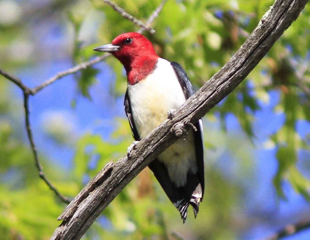 Red-headed Woodpecker - ML130781361