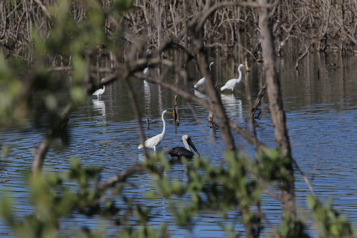 Great Egret - Gabriel Y. Soto