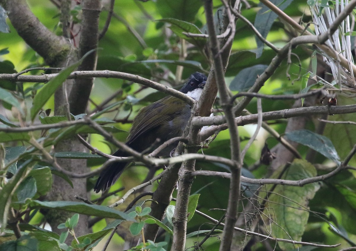 Gray-browed Brushfinch - ML130784031