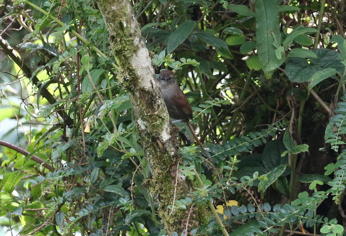 White-chinned Thistletail - Carol Ortenzio