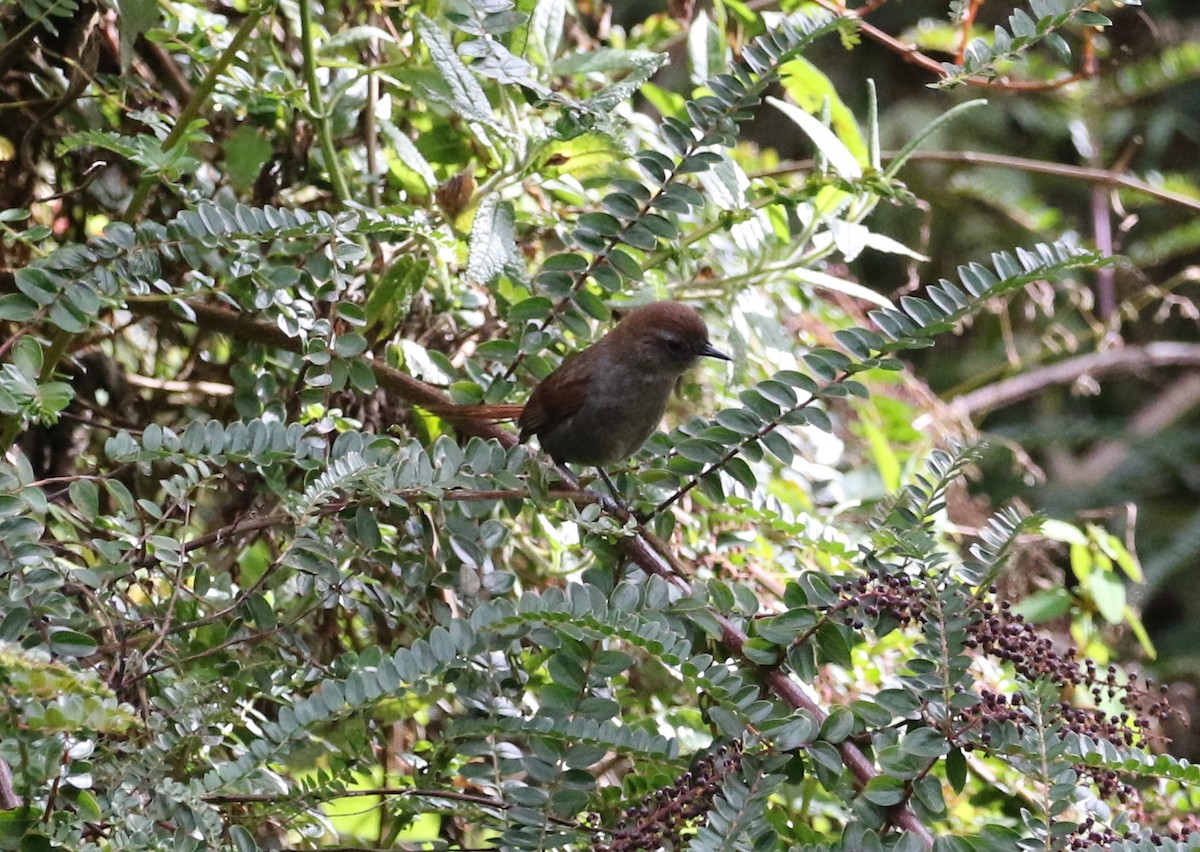 White-chinned Thistletail - Carol Ortenzio