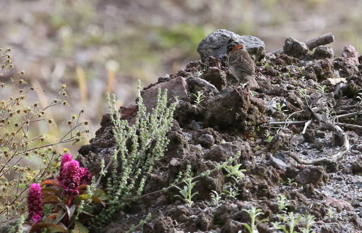 Rufous-collared Sparrow - ML130784641