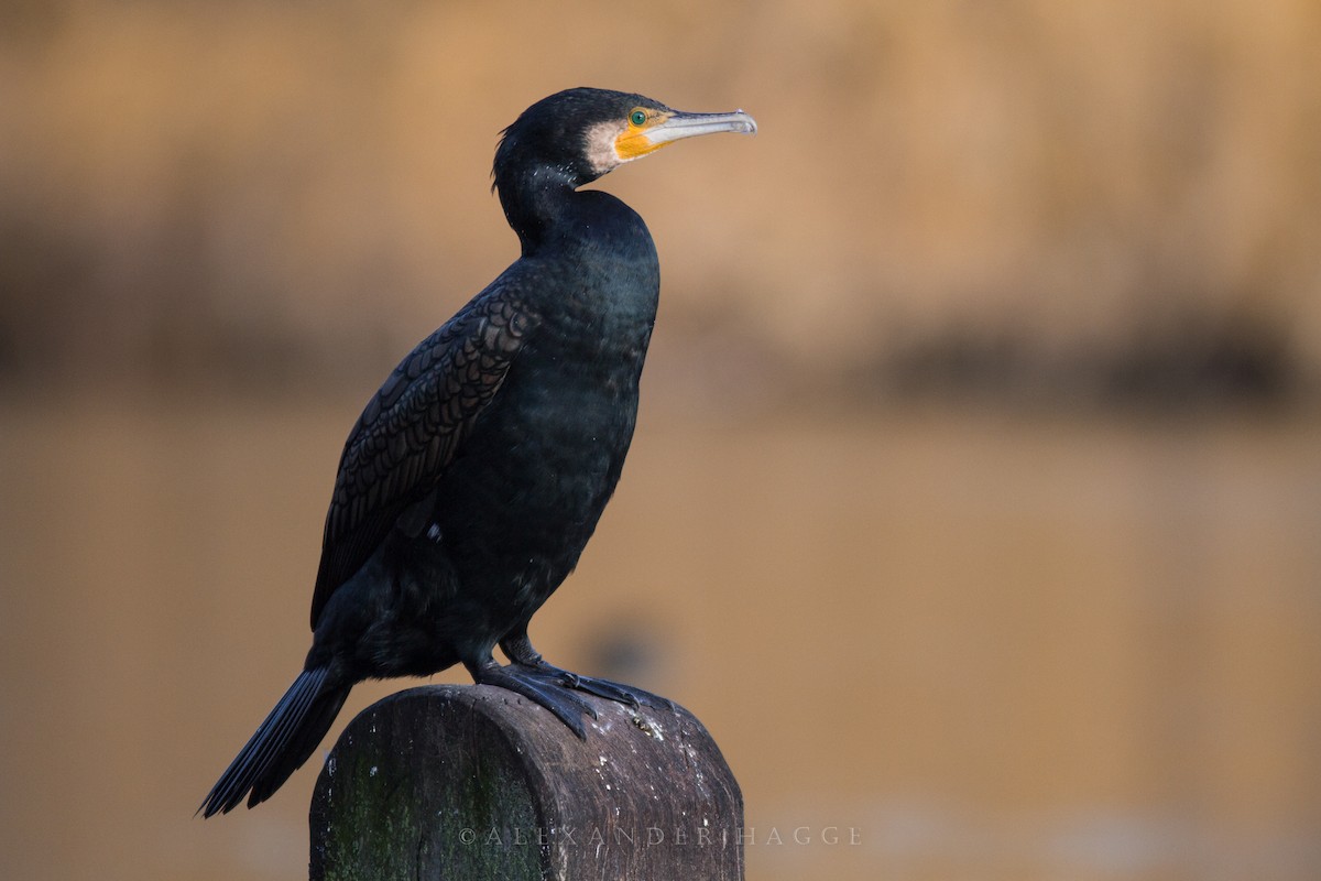 Great Cormorant - ML130785001