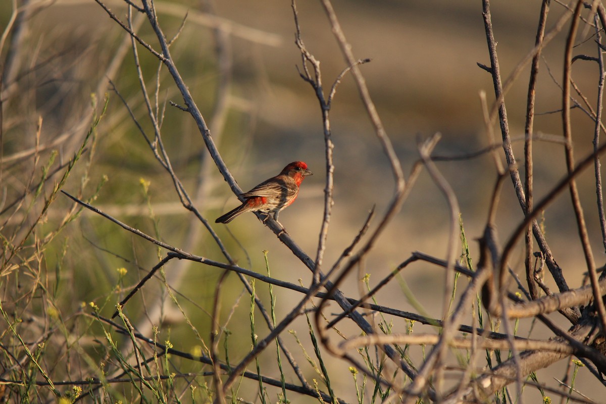 House Finch - ML130785151