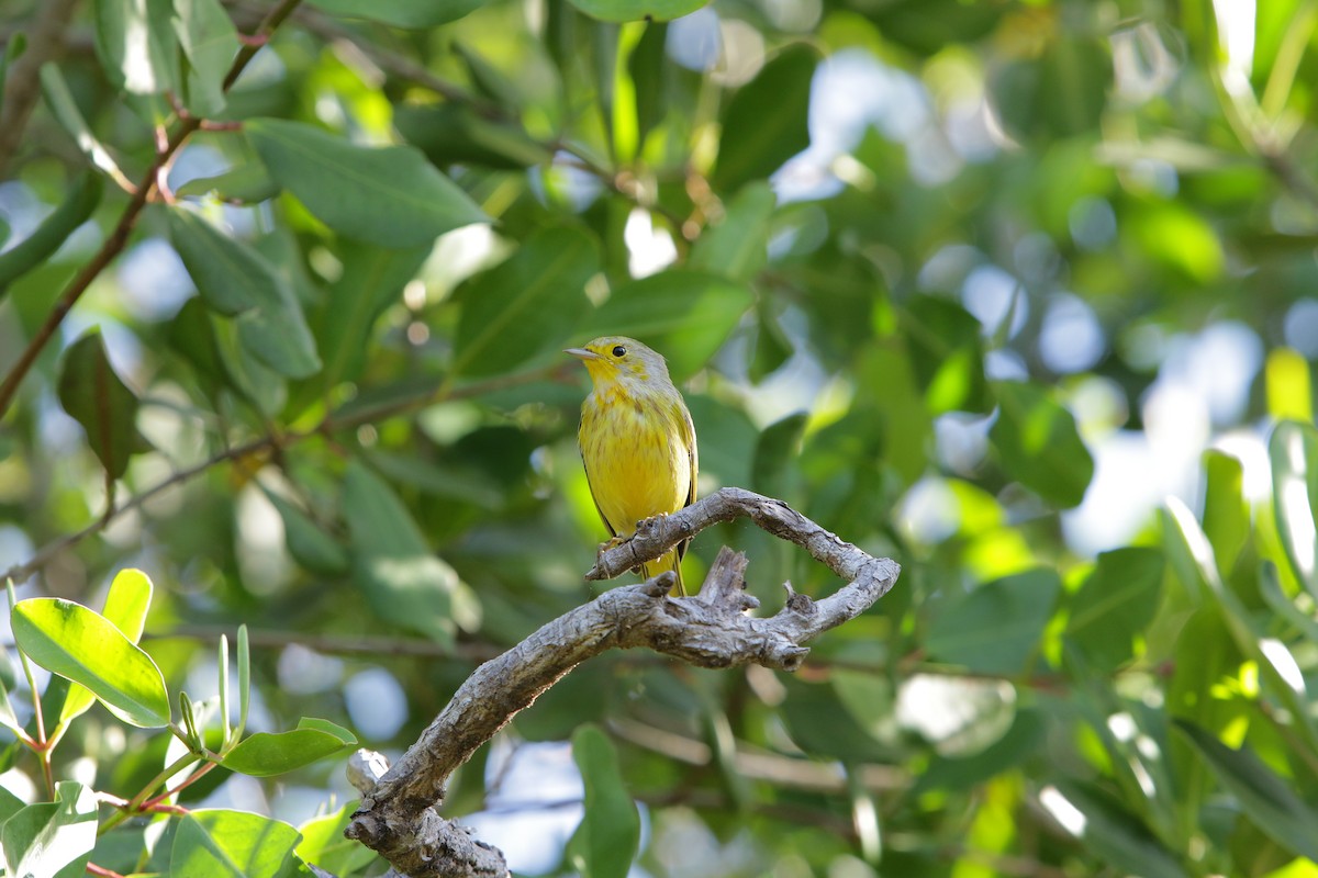Yellow Warbler (Golden) - Gabriel Y. Soto