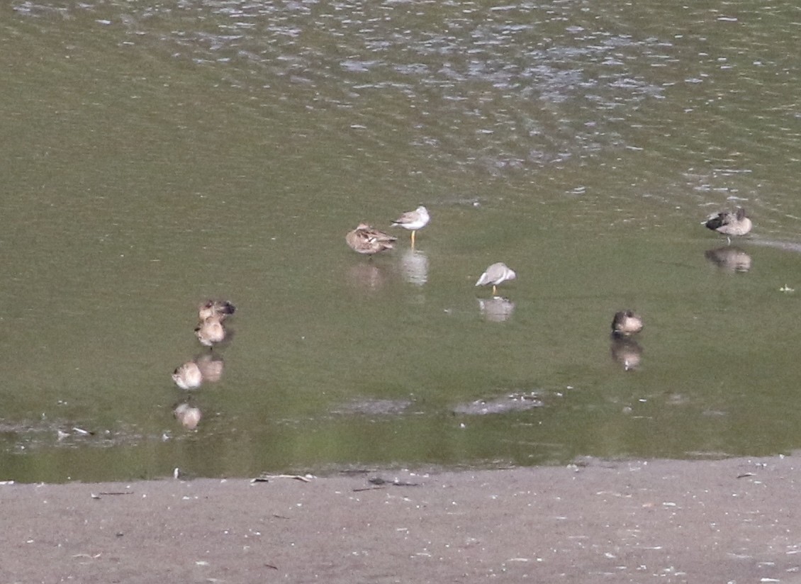 Greater Yellowlegs - ML130786251