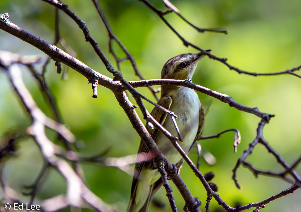 Red-eyed Vireo - Ed Lee