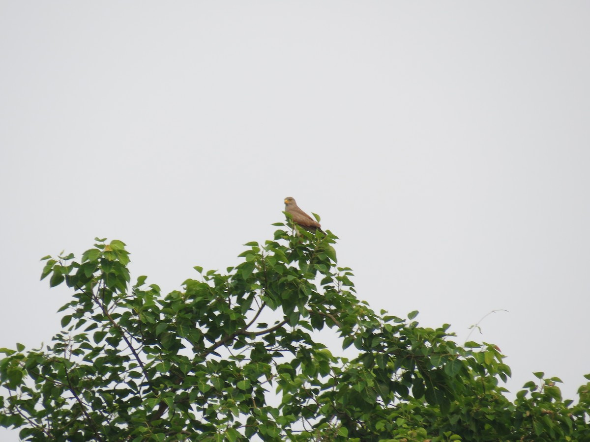 Rufous-winged Buzzard - ML130787511