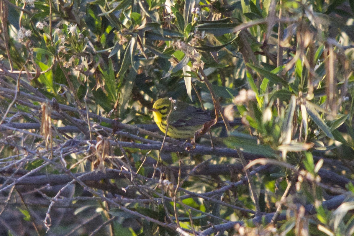 Prairie Warbler - Torin Waters 🦉