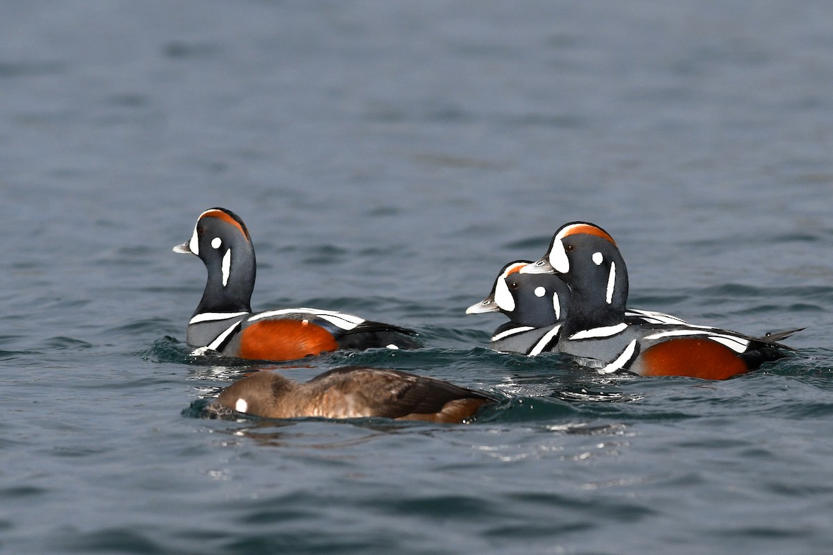 Harlequin Duck - David M. Bell