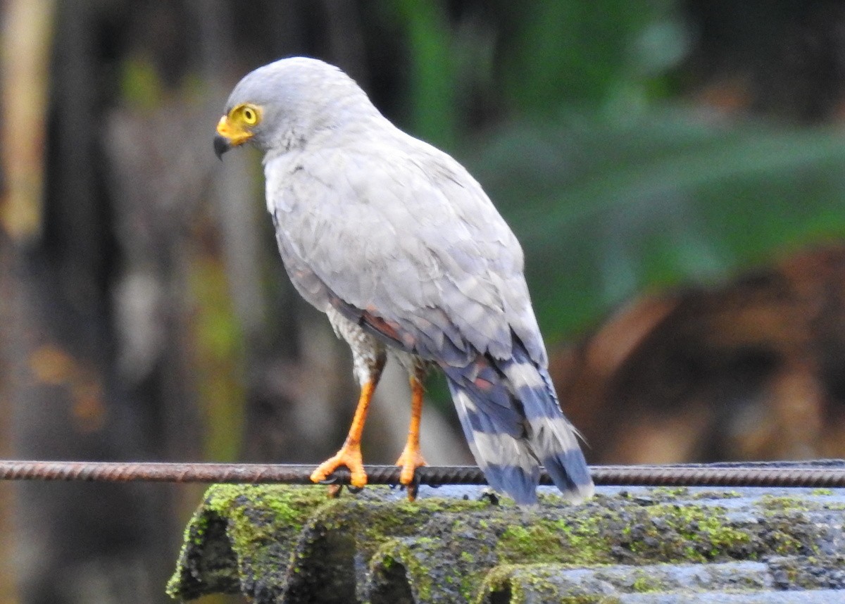 Wegebussard [magnirostris-Gruppe] - ML130790391