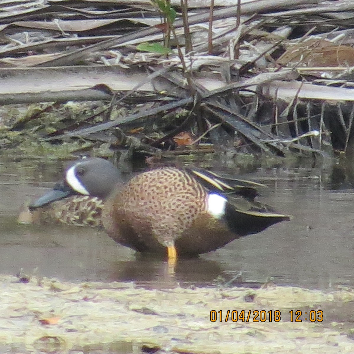 Blue-winged Teal - ML130790791