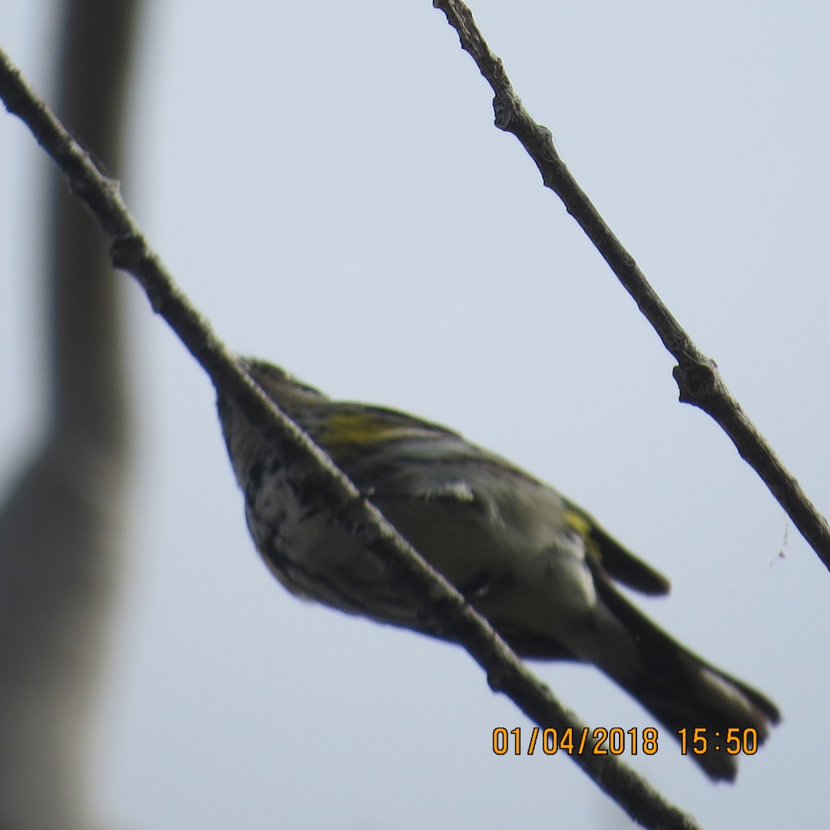 Yellow-rumped Warbler - ML130791361