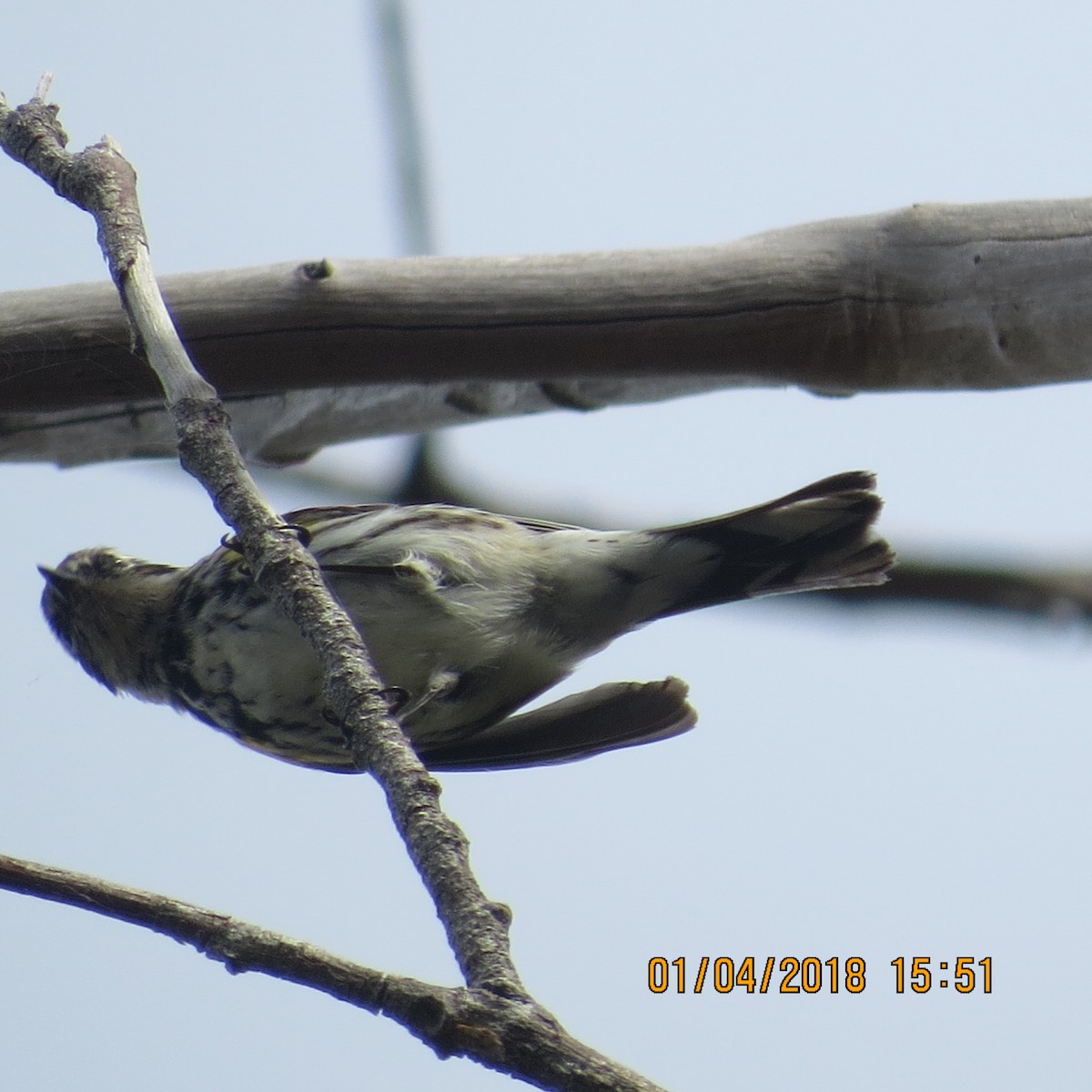 Yellow-rumped Warbler - ML130791481