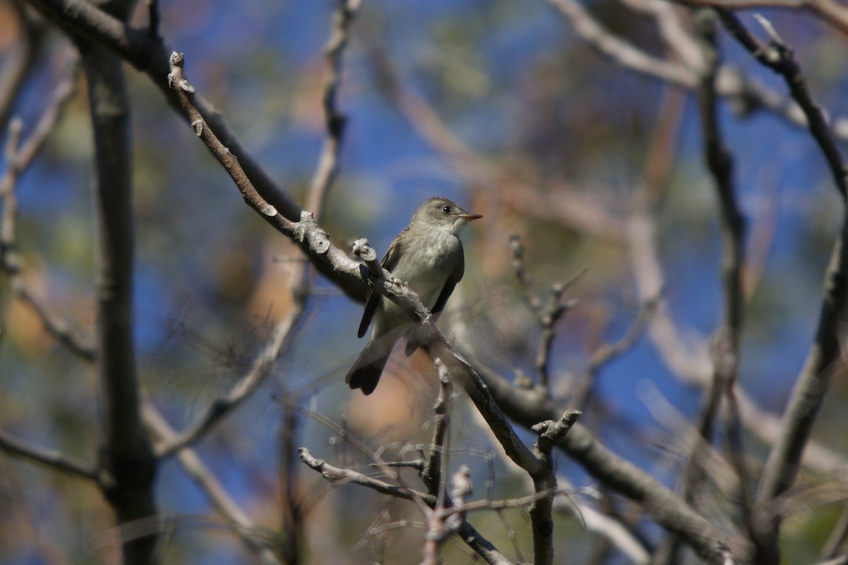 Eastern Wood-Pewee - ML130792881