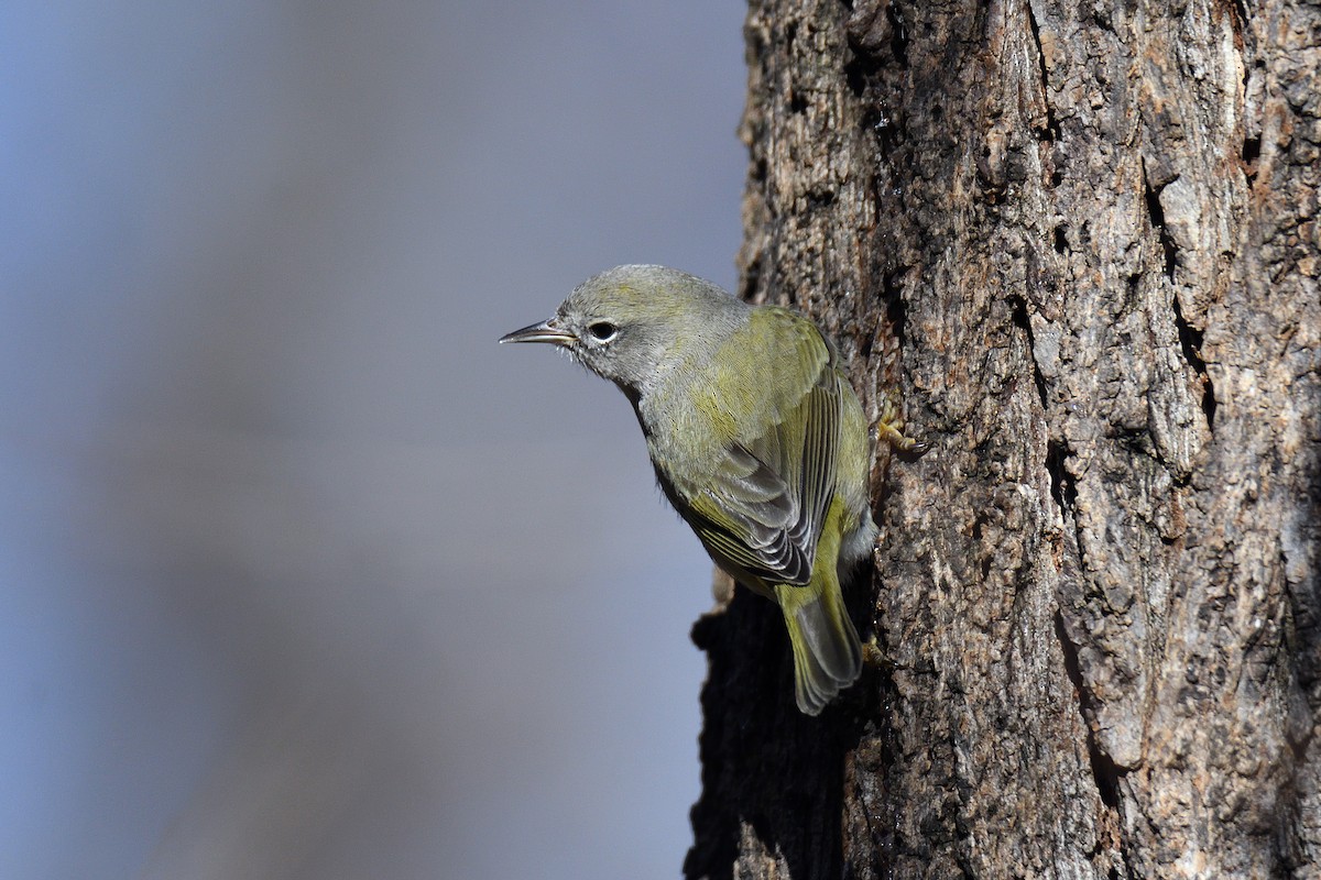 Orange-crowned Warbler - ML130793921