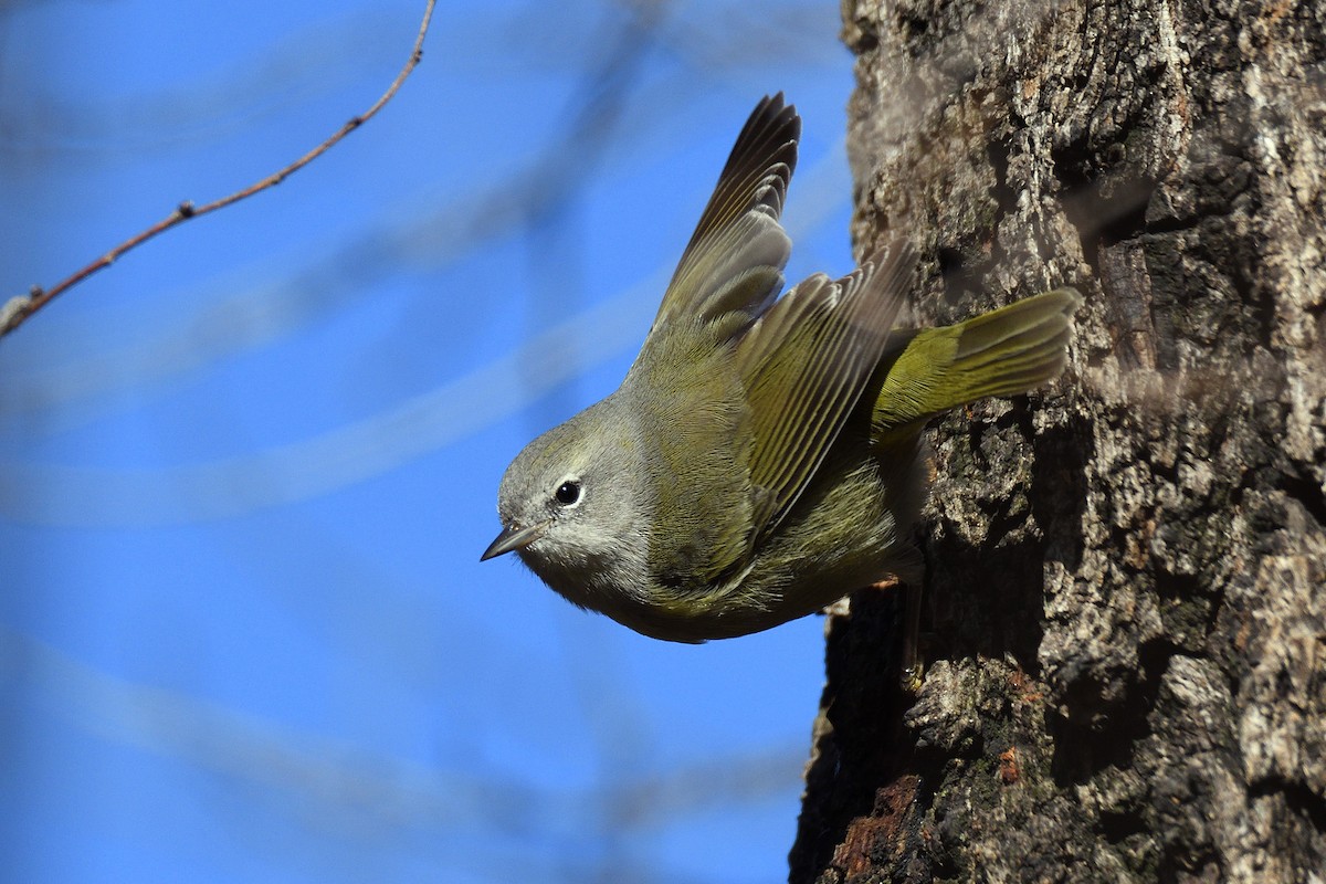 Orange-crowned Warbler - ML130793951