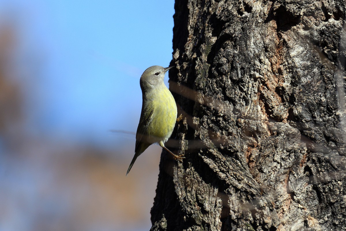 Orange-crowned Warbler - ML130793961