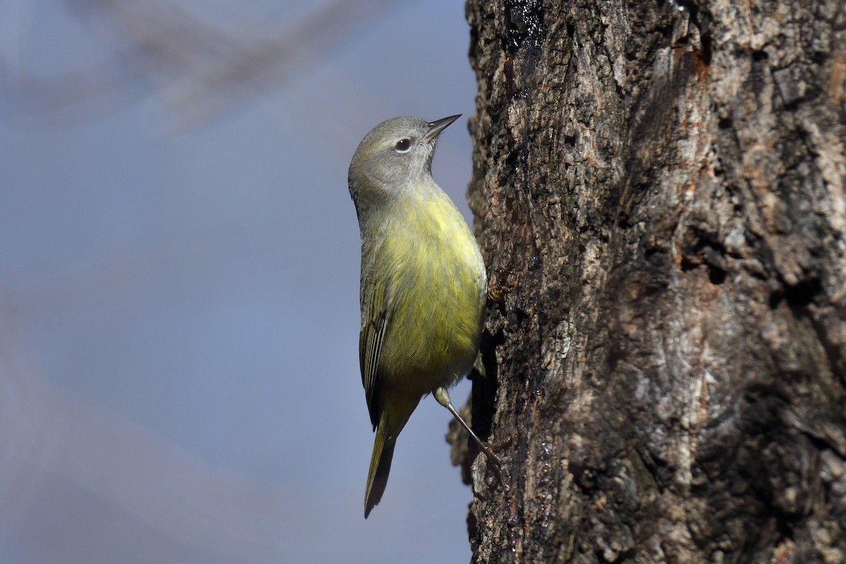 Orange-crowned Warbler - ML130793971