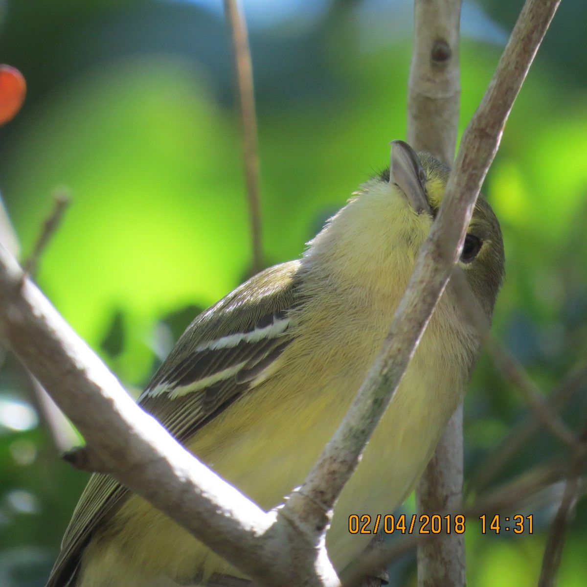 Thick-billed Vireo - ML130794911