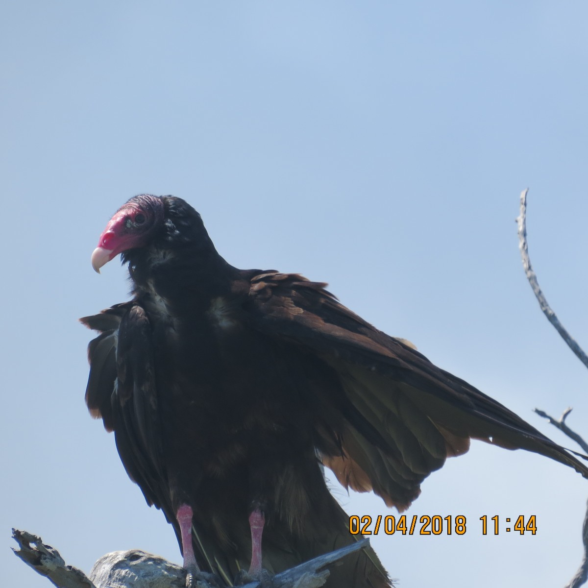 Turkey Vulture - ML130795061