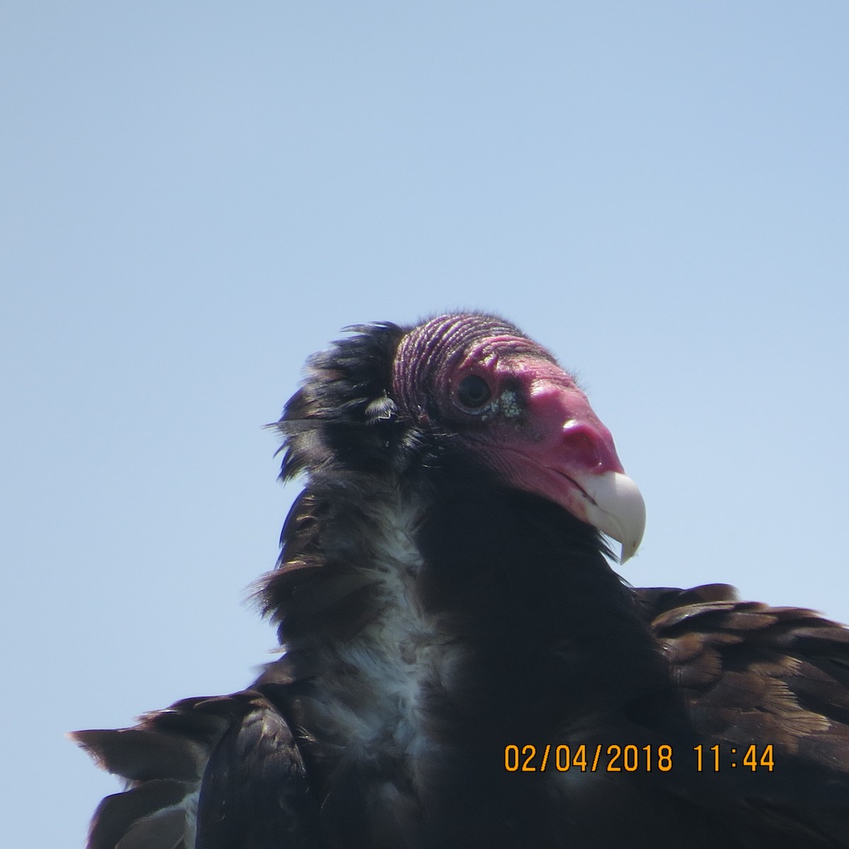 Turkey Vulture - ML130795101