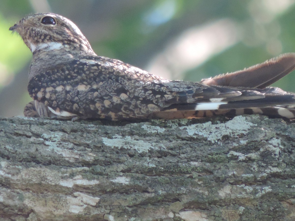 Lesser Nighthawk - ML130796541