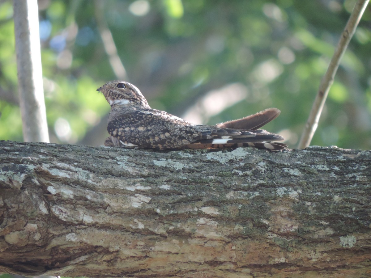 Lesser Nighthawk - ML130796591