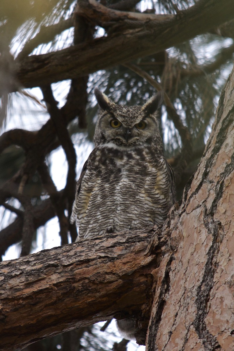 Great Horned Owl - Torin Waters 🦉