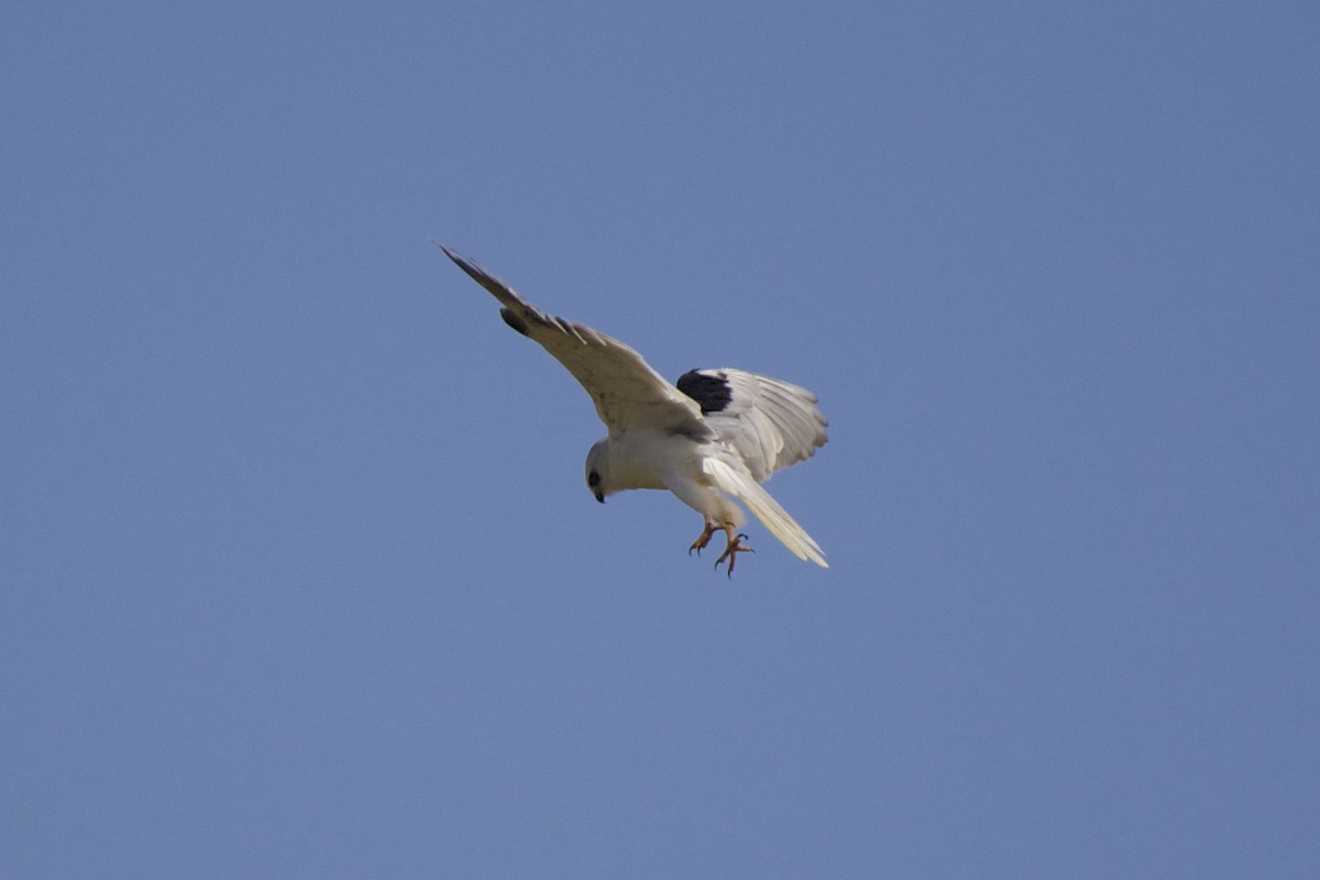 White-tailed Kite - Torin Waters 🦉