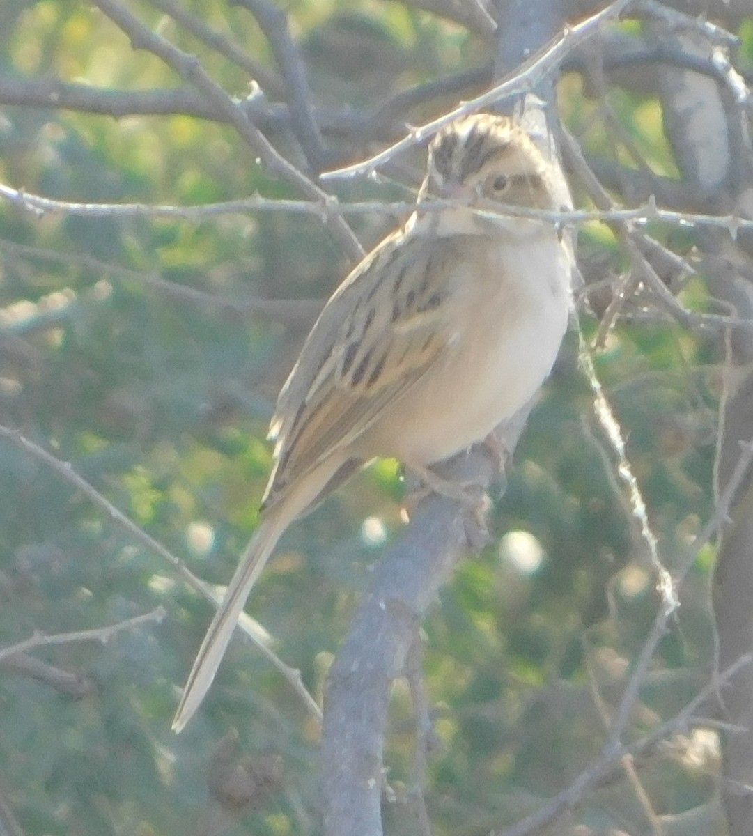 Clay-colored Sparrow - Eric Hough