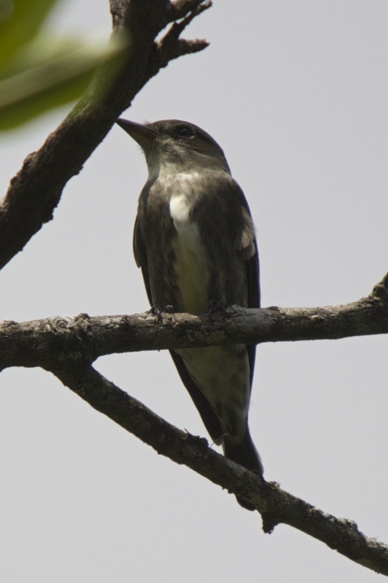 Olive-sided Flycatcher - ML130800691