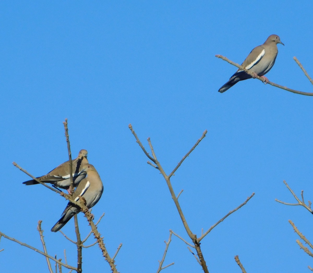 White-winged Dove - ML130801711