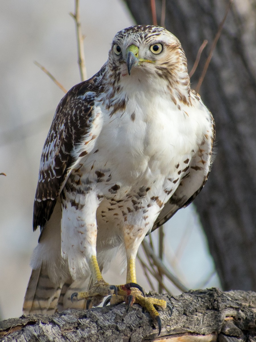 Red-tailed Hawk - ML130802451