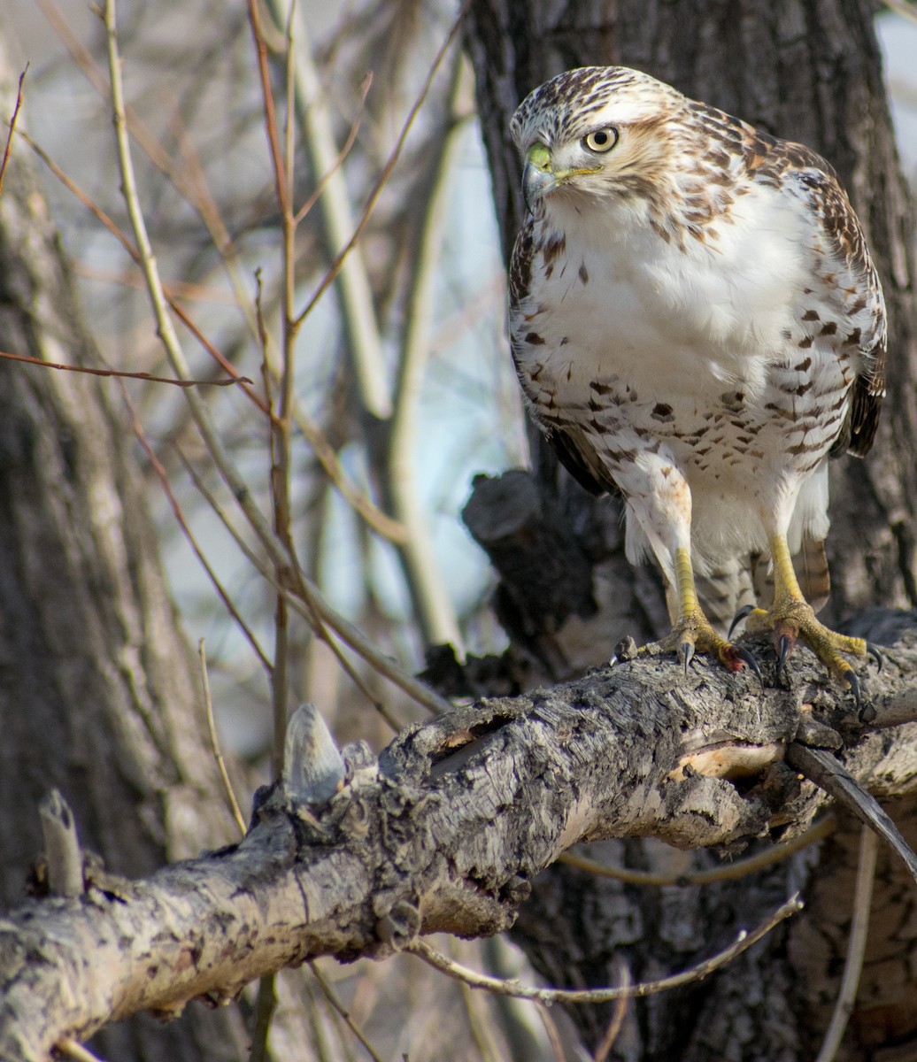 Red-tailed Hawk - ML130802511