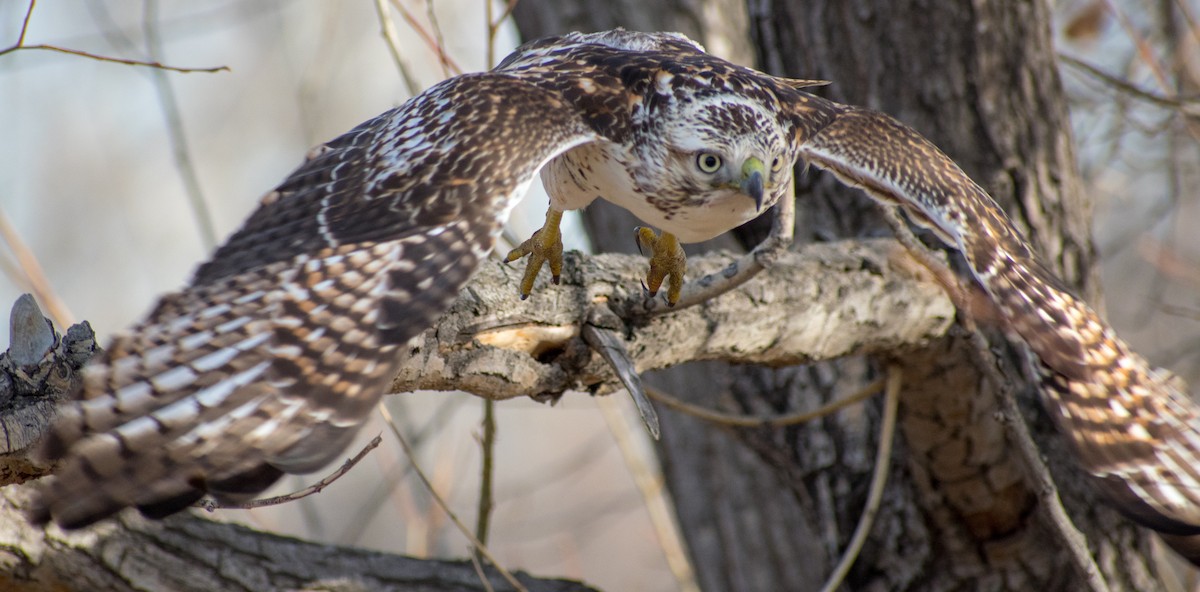 Red-tailed Hawk - ML130802561