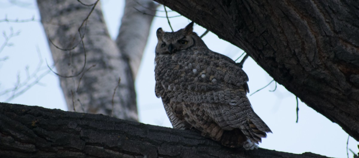 Great Horned Owl - Anonymous